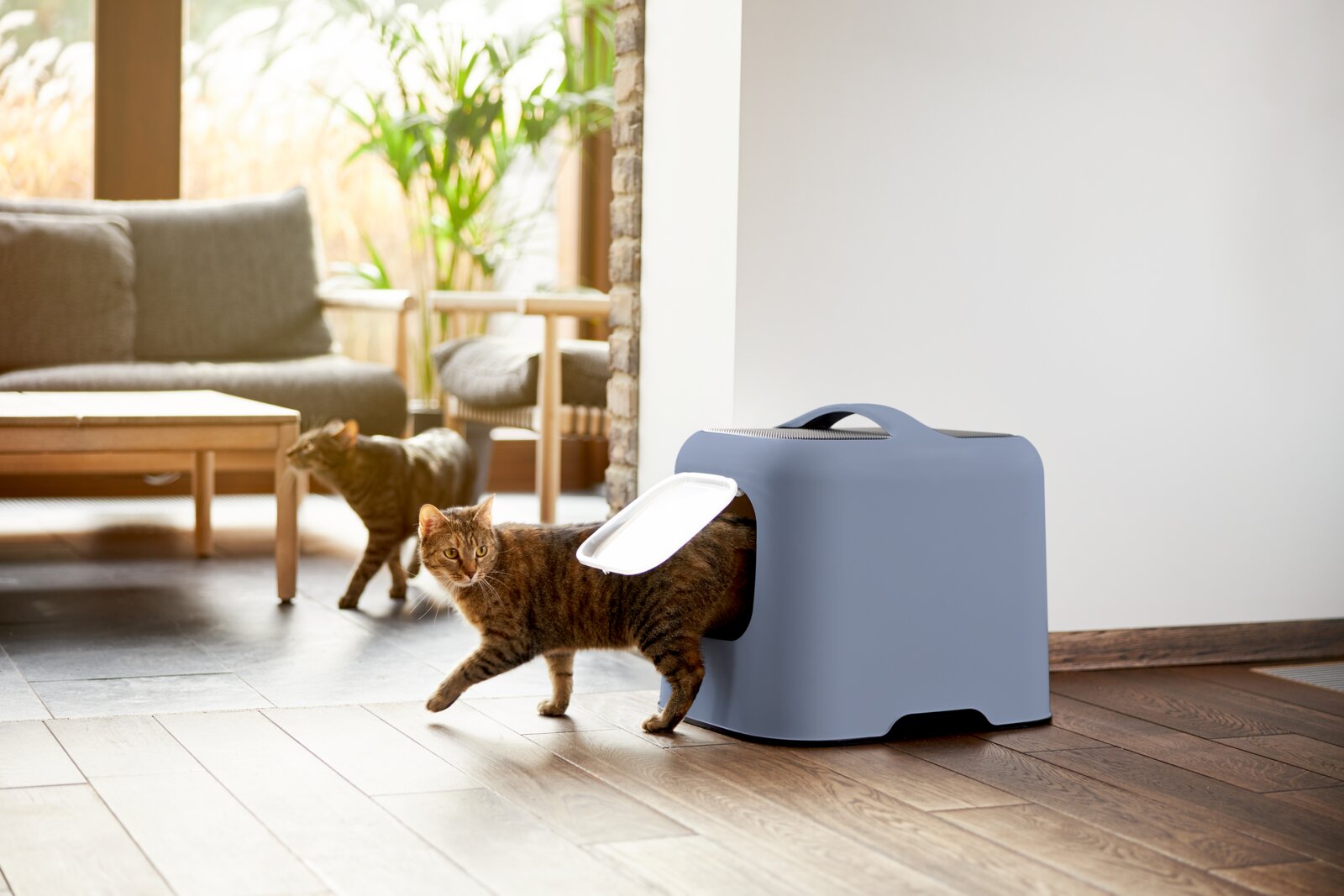 Een kattenbak in een modern ontwerp, gezien vanaf de zijkant, met een kat die er net uitkomt, in een gezellige woonkamer.