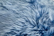 Nahaufnahme eines blauen Schaffells mit weicher, flauschiger Textur.