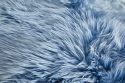 Nahaufnahme eines blauen Schaffells mit weicher, flauschiger Textur.